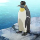 pjoo