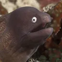 _lutra_lutra