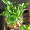 avatar jupiter