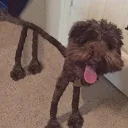 rzoicc