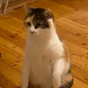 pagbounce