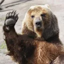bearthatrun