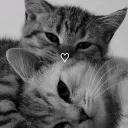 .alexcom