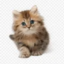 Cat2222 avatar