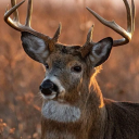 avatar Deer