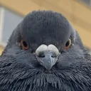 sensitivepigeon