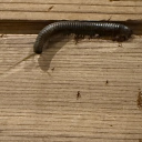 avatar ibrweks’†