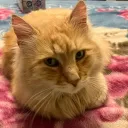 chickennugget5378