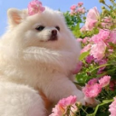 avatar .+ 🎀Celeste 🌷+. @ = ✅