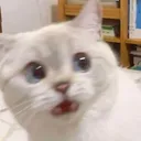 freshpaw