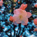 mizuruudekii625's Avatar