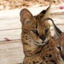 avatar 『🌹』 𝖎𝖑𝖑𝖊𝖌𝖆𝖑  『🌹』