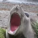 yellinseal