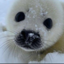 avatar sealkingg