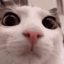 avatar 🦭 sealgoesmeow 🐱