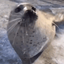 avatar seal :3