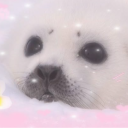 avatar sealkingg