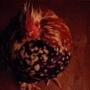 chickengaming3173 avatar