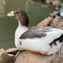 .christinek