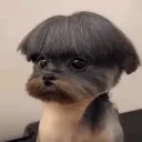 onegatoman