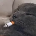 cat_smoker.