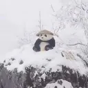 rey_panda001