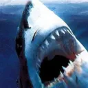 sharkoshinakamoto7405