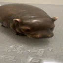 HippoCampus🦛
