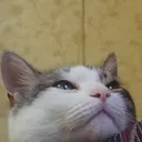 java.net