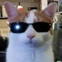 penguintc