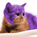 avatar Jelly the cat