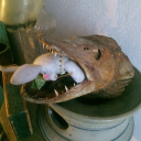 avatar kat the dweller