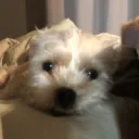 is_n