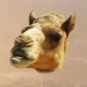 camel077