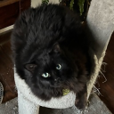 avatar La petite chérie ྀིྀིྀ