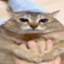 elpana_dogexddd