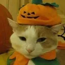 gwucat