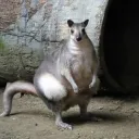 scootchu