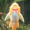 normal_babishguy