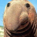 avatar appiepizza12345