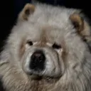_rawrrrrrr2322