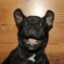 toxicpug_