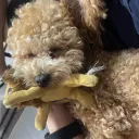 zoexerino