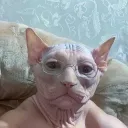 zodiacogd avatar