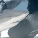 shark_4763