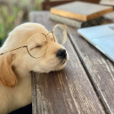 avatar ꒰ა✦໒꒱‧₊˚𝓣𝔀𝔂𝓵𝓪˚₊‧꒰ა✦໒꒱