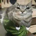 rip_kingcat1.0