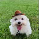 avatar 𐂂T𝓸𝓲𝓵𝓮𝓽s☃