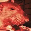 squeaku