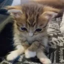 Аватар sqdfamq